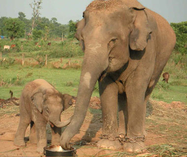 chitwan-jungle-safari