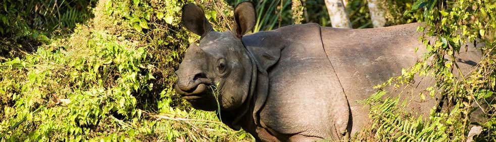 Chitwan National Park