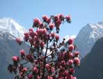 Trekking Singla Pass