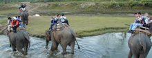 Jungle Safari in Nepal